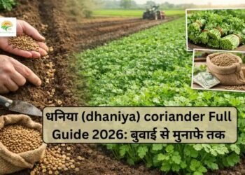 धनिया (dhaniya) coriander Full Guide 2026: बुवाई से मुनाफे तक