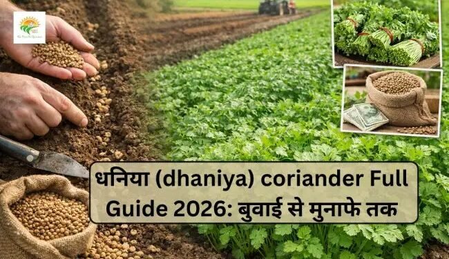 धनिया (dhaniya) coriander Full Guide 2026: बुवाई से मुनाफे तक