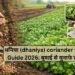 धनिया (dhaniya) coriander Full Guide 2026: बुवाई से मुनाफे तक