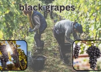 Black Grapes का इतिहास प्राचीन काल से आधुनिक समय तक