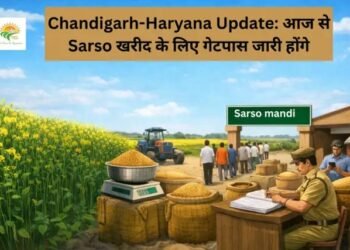 Chandigarh-Haryana Update: आज से Sarso खरीद के लिए गेटपास जारी होंगे