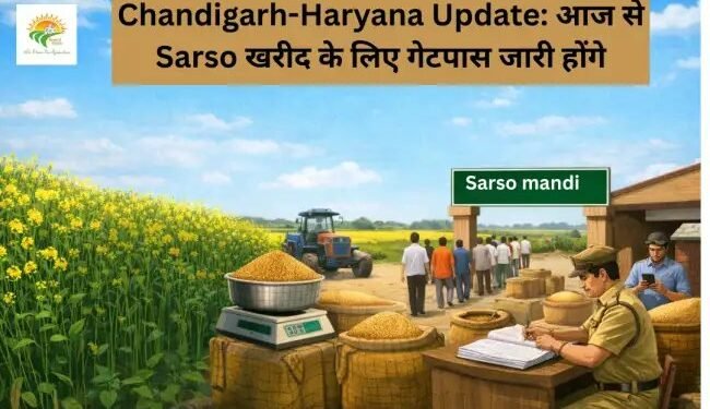 Chandigarh-Haryana Update: आज से Sarso खरीद के लिए गेटपास जारी होंगे