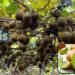 Kiwis छोटा फल, सेहत और खेती का बड़ा अवसर