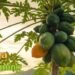 Papaya Farming का पूरा बिजनेस प्लान लागत, मुनाफा और जोखिम – किसानों के लिए एक शक्तिशाली मार्गदर्शिका