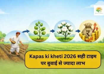 Kapas ki kheti 2026 सही टाइम पर बुवाई से ज्यादा लाभ