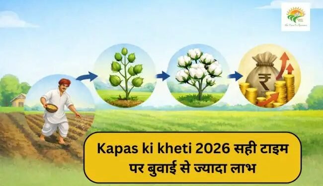 Kapas ki kheti 2026 सही टाइम पर बुवाई से ज्यादा लाभ