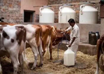 डेयरी बिजनेस में कमाई का मौका: नेशनल लाइव स्टॉक मिशन से 50 लाख तक की सब्सिडी, ऐसे उठाएं फायदा