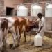 डेयरी बिजनेस में कमाई का मौका: नेशनल लाइव स्टॉक मिशन से 50 लाख तक की सब्सिडी, ऐसे उठाएं फायदा
