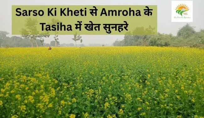 Sarso Ki Kheti से Amroha के Tasiha में खेत सुनहरे