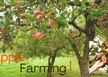 Apple Farming की पारंपरिक विधियाँ और उनकी उपयोगिता