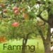 Apple Farming की पारंपरिक विधियाँ और उनकी उपयोगिता