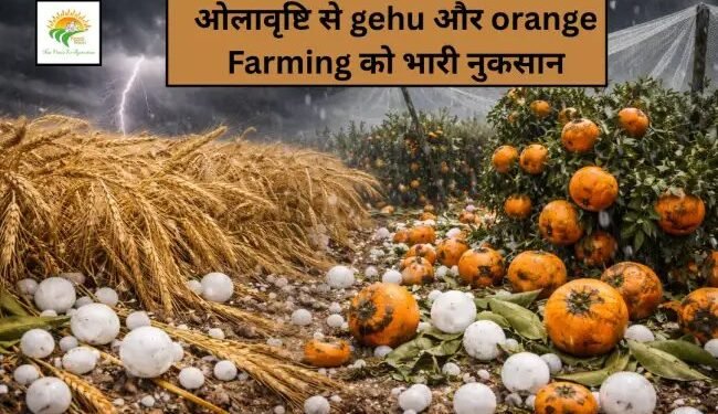 ओलावृष्टि से gehu और orange farming को भारी नुकसान