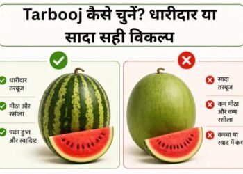 Tarbooj कैसे चुनें? धारीदार या सादा सही विकल्प