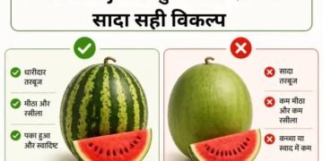 Tarbooj कैसे चुनें? धारीदार या सादा सही विकल्प