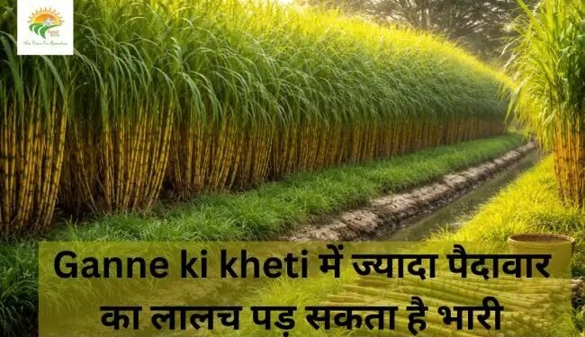 Ganne ki kheti में ज्यादा पैदावार का लालच पड़ सकता है भारी