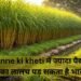 Ganne ki kheti में ज्यादा पैदावार का लालच पड़ सकता है भारी