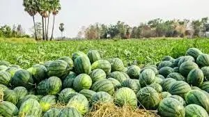 तरबूज की खेती से कम समय में बड़ा मुनाफा, जानिए पूरी खेती की स्मार्ट तकनीक