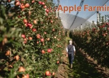 Apple Farming की पारंपरिक विधियाँ और उनकी उपयोगिता