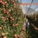 Apple Farming की पारंपरिक विधियाँ और उनकी उपयोगिता