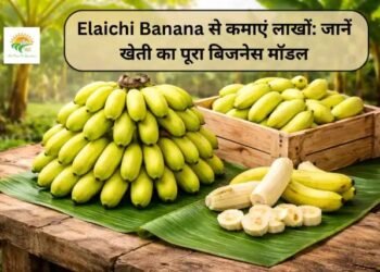Elaichi Banana से कमाएं लाखों: जानें खेती का पूरा बिजनेस मॉडल