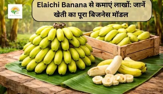 Elaichi Banana से कमाएं लाखों: जानें खेती का पूरा बिजनेस मॉडल