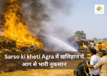 Sarso ki kheti Agra में खलिहान में आग से भारी नुकसान