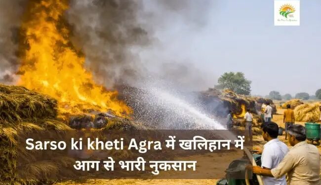 Sarso ki kheti Agra में खलिहान में आग से भारी नुकसान