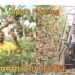 Apple Farming का बदलता स्वरूप परंपरा बनाम तकनीक