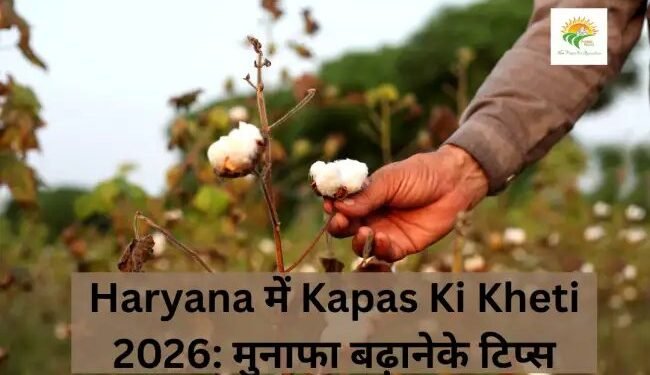 Haryana में Kapas Ki Kheti 2026: मुनाफा बढ़ाने के टिप्स