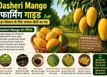 Dasheri Mango फार्मिंग गाइड हर किसान के लिए सफल खेती का मंत्र