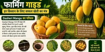 Dasheri Mango फार्मिंग गाइड हर किसान के लिए सफल खेती का मंत्र