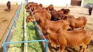 नया भूसा बना पशुओं की सेहत पर भारी! सस्ता चारा पड़ रहा महंगा, बढ़ रहीं बीमारियां और घट रहा दूध उत्पादन