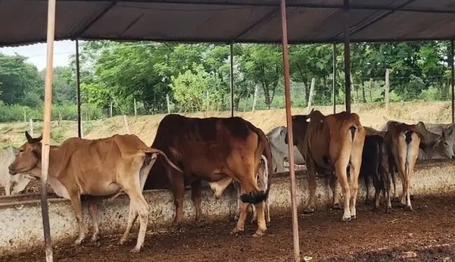 अब गौशालाओं पर 24×7 नजर: यूपी सरकार ने 7,500+ CCTV कैमरों से कसी निगरानी, लापरवाही पर होगी सख्त कार्रवाई