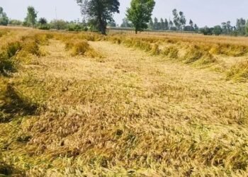 मौसम की मार से जौ बाजार धराशायी! नई फसल आते ही 500 रुपये क्विंटल तक गिरे दाम, किसानों की बढ़ी चिंता