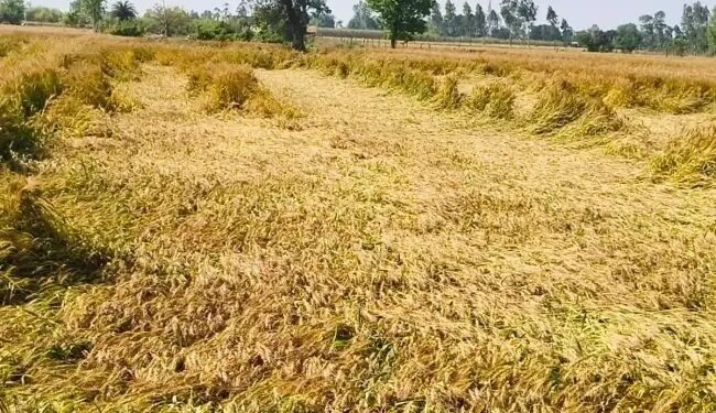 मौसम की मार से जौ बाजार धराशायी! नई फसल आते ही 500 रुपये क्विंटल तक गिरे दाम, किसानों की बढ़ी चिंता