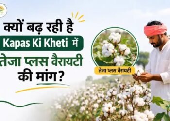 क्यों बढ़ रही है Kapas Ki Kheti में तेजा प्लस वैरायटी की मांग?