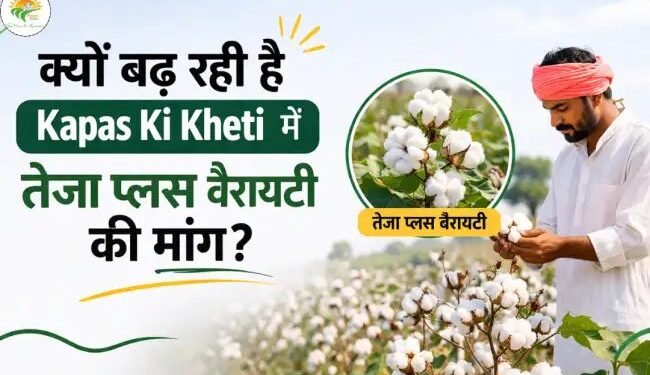 क्यों बढ़ रही है Kapas Ki Kheti में तेजा प्लस वैरायटी की मांग?