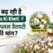 क्यों बढ़ रही है Kapas Ki Kheti में तेजा प्लस वैरायटी की मांग?