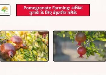 Pomegranate Farming: अधिक मुनाफे के लिए बेहतरीन तरीके