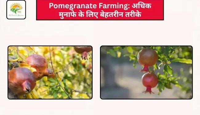 Pomegranate Farming: अधिक मुनाफे के लिए बेहतरीन तरीके