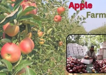 Apple Farming नए किसानों के लिए सफल खेती का रोडमैप