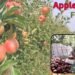 Apple Farming नए किसानों के लिए सफल खेती का रोडमैप