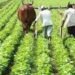कम उत्पादकता वाले क्षेत्रों में बढ़ेगी पैदावार, सिंचाई, भंडारण और ऋण सुविधा पर विशेष जोर