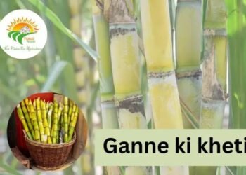Ganne ki kheti: कम लागत में ज्यादा उत्पादन के तरीके