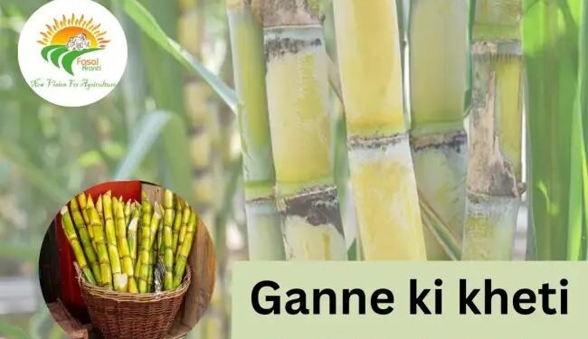 Ganne ki kheti: कम लागत में ज्यादा उत्पादन के तरीके