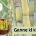 Ganne ki kheti: कम लागत में ज्यादा उत्पादन के तरीके