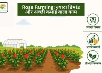 Rose Farming: ज्यादा डिमांड और अच्छी कमाई वाला काम