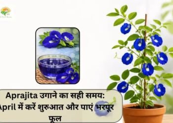 Aprajita उगाने का सही समय: April में करें शुरुआत और पाएं भरपूर फूल