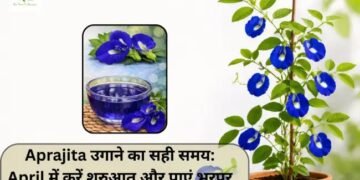Aprajita उगाने का सही समय: April में करें शुरुआत और पाएं भरपूर फूल