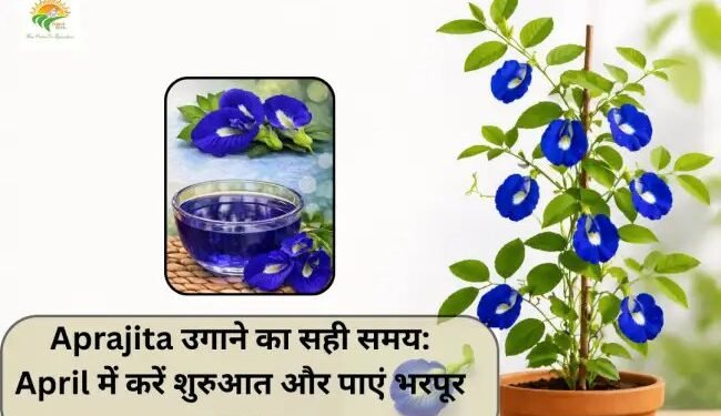 Aprajita उगाने का सही समय: April में करें शुरुआत और पाएं भरपूर फूल